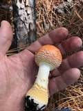 Amanita persicina image