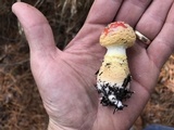 Amanita persicina image