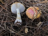 Amanita persicina image