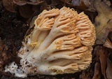 Ramaria formosa image