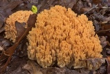 Ramaria formosa image
