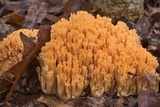 Ramaria formosa image