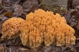 Ramaria formosa image