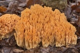 Ramaria formosa image