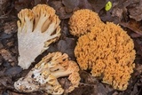 Ramaria formosa image