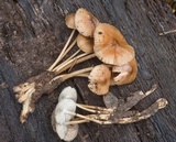 Mycena galericulata image