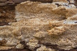 Wrightoporia avellanea image