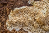 Wrightoporia avellanea image