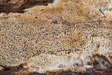 Wrightoporia avellanea image