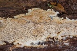 Wrightoporia avellanea image