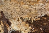 Wrightoporia avellanea image