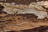 Wrightoporia avellanea image