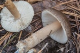 Amanita dulciarii image