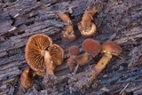 Phaeomarasmius erinaceus image