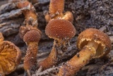 Phaeomarasmius erinaceus image