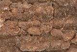 Fuscoporia ferruginosa image