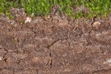 Fuscoporia ferruginosa image