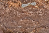 Fuscoporia ferruginosa image