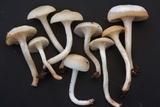 Cuphophyllus virgineus image