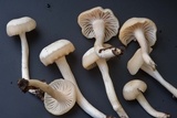 Cuphophyllus virgineus image