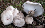 Boletopsis grisea image