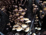 Armillaria solidipes image