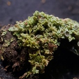 Physcia millegrana image