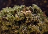 Physcia millegrana image