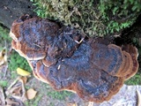 Ischnoderma benzoinum image