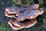 Ischnoderma benzoinum image