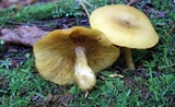 Tricholomopsis decora image