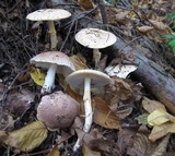 Echinoderma asperum image
