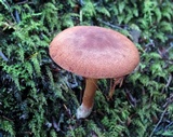 Cortinarius sect. Dermocybe image