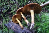 Cortinarius sect. Dermocybe image