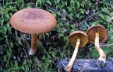 Cortinarius sect. Dermocybe image