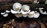 Pleurocybella porrigens image