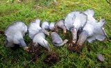 Albatrellus caeruleoporus image
