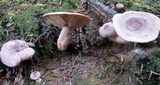 Lactarius hibbardiae image