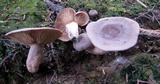 Lactarius hibbardiae image