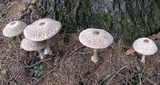 Chlorophyllum olivieri image