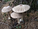 Chlorophyllum olivieri image