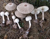Chlorophyllum olivieri image
