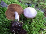 Cortinarius traganus image