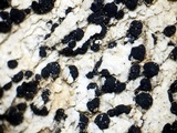 Buellia sequax image