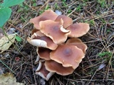 Gymnopus acervatus image