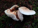 Hygrophorus pudorinus image