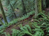 Hygrophorus pudorinus image