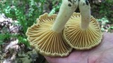 Lactarius marylandicus image