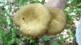 Lactarius marylandicus image