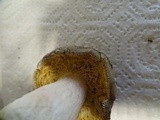 Russula graveolens image